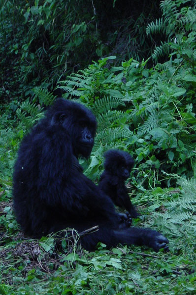 Gorillas - with baby