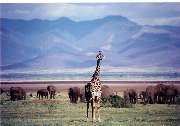 manyara - 12 giraffe