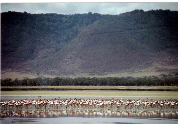 manyara - flamingos