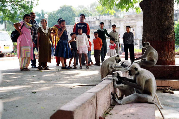 Ranakpur - monkey groomers