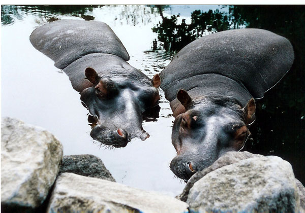 East Java Zoo - hippos