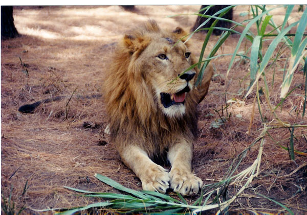 East Java Zoo - lion