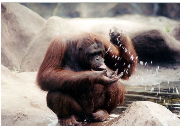 East Java Zoo - orangatang drinking