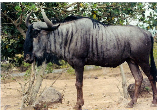 East Java Zoo - wildebeast