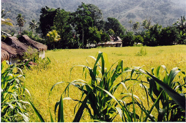 flores - yellow field