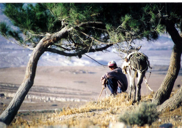 Sheep - boy and donkey under tree