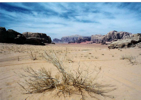 Wadi Rum - dry plant and landscape