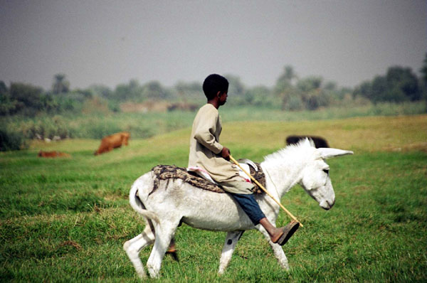 Felucca - boy on donkey