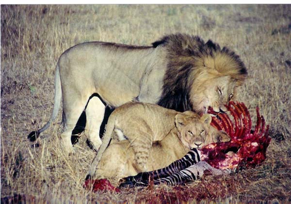 Masai Mara - lion and ribs