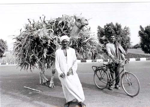 Egypt Luxor - loaded camel BW